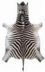 Burchell Zebra hides A grade Burchell Zebra hides