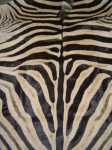 Zebra hide