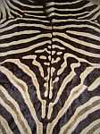 Zebra pelt
