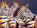 African Zebra