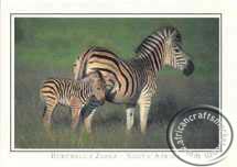 Zebra - Burchell's