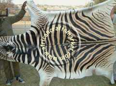 Burchell Zebra hide