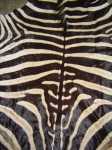 Zebra skins