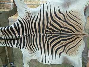 Zebra skin