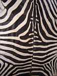 Zebra skin