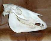 African Burchell / Plains Zebra skul