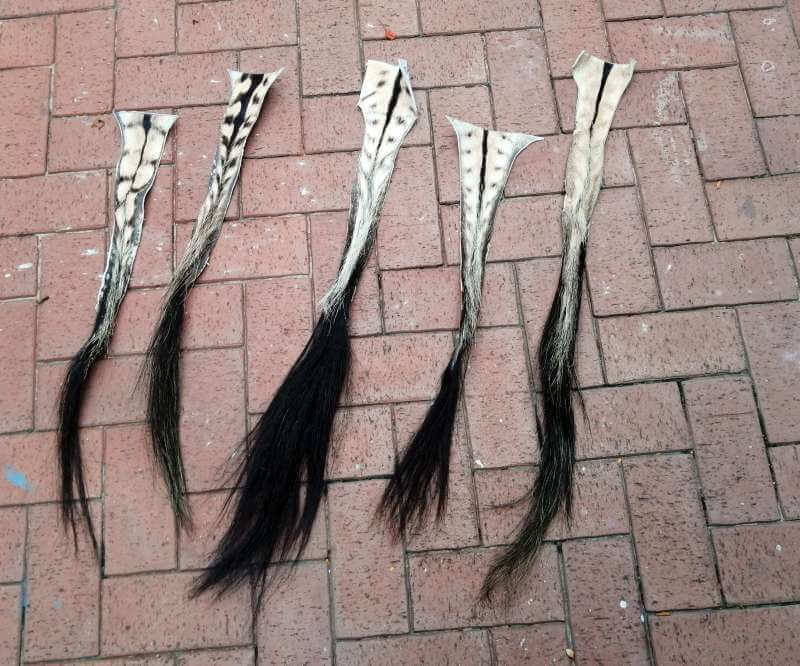Burchell Zebra hide tails