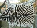 African Zebra hides