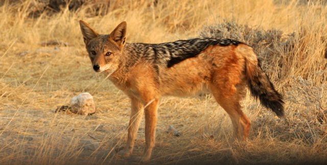 african black backed jackal