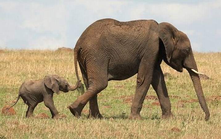 African elephant