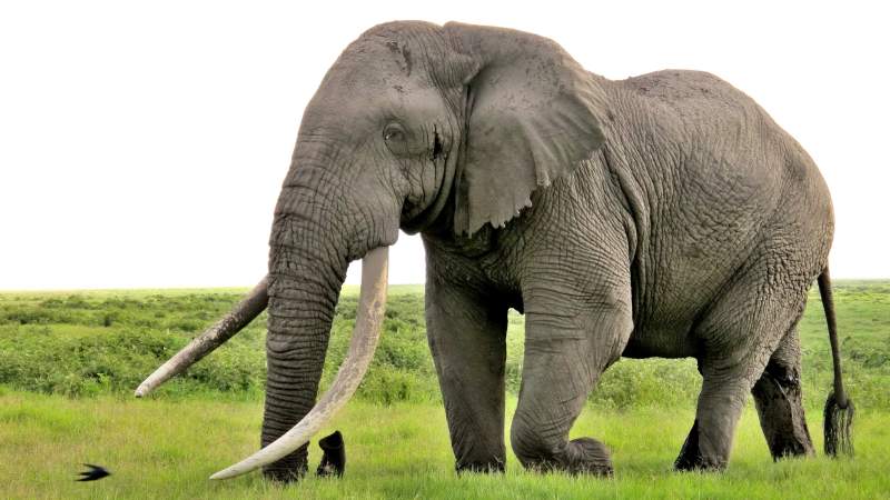 African Elephant