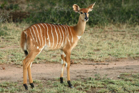 african female nyala