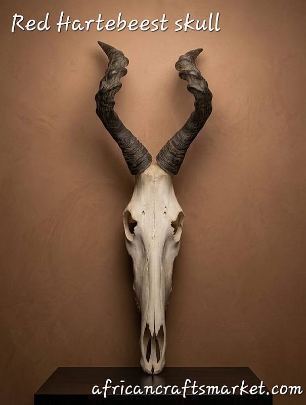 African Red Hartebeest skull 