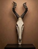 African Red Hartebeest Skull
