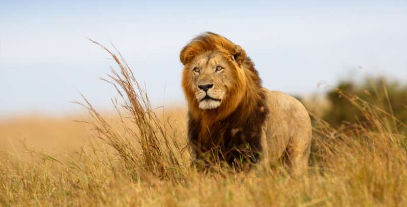 African lion