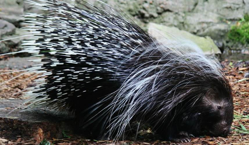 African porcupine
