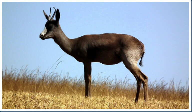 African Springbok animals