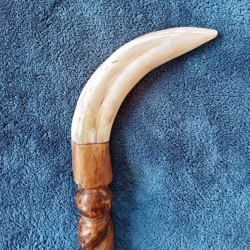 warthog tusks cane warthog tusks cane