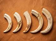 African Warthog Tusks set of 2