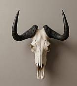 Black Wildebeest Horn  Skull