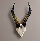 African Blesbuck Horns Skull Plate