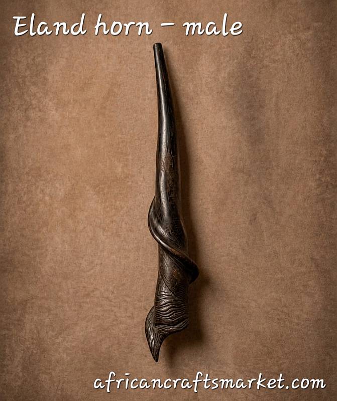 Male Eland horn