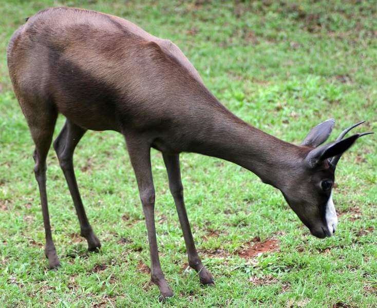 African Springbok - black