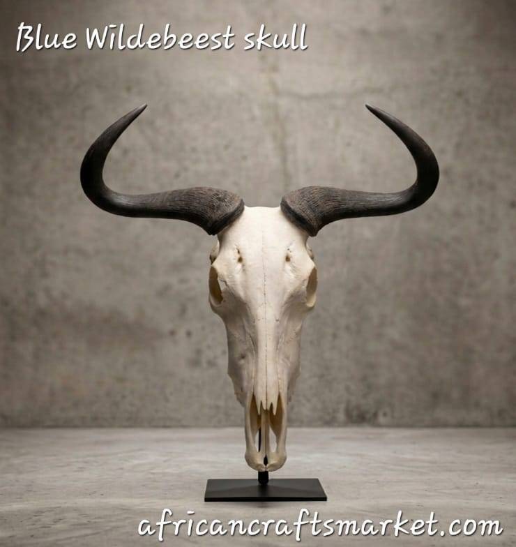African Blue Wildebeest skull