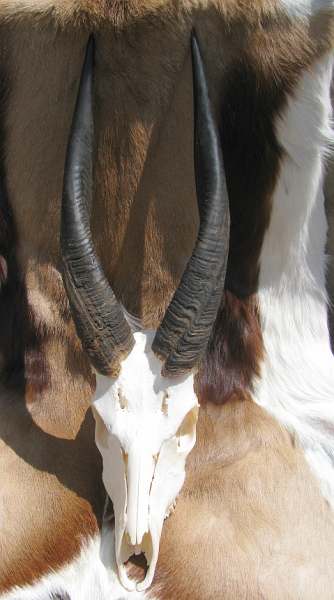 Bushbuck skull African Bushbuck skull