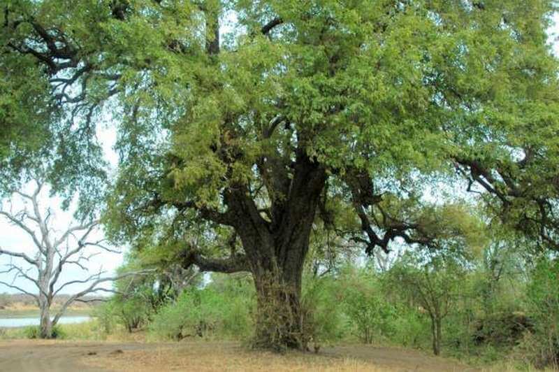 Ebony tree