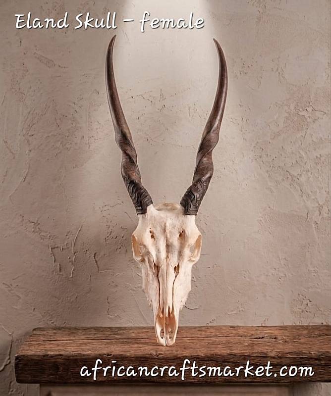 African Eland skull - female