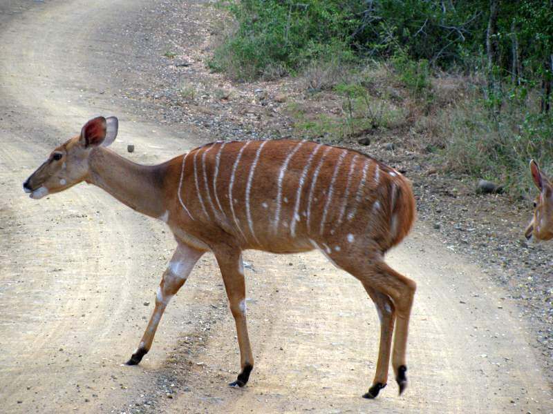 Female Nyala
