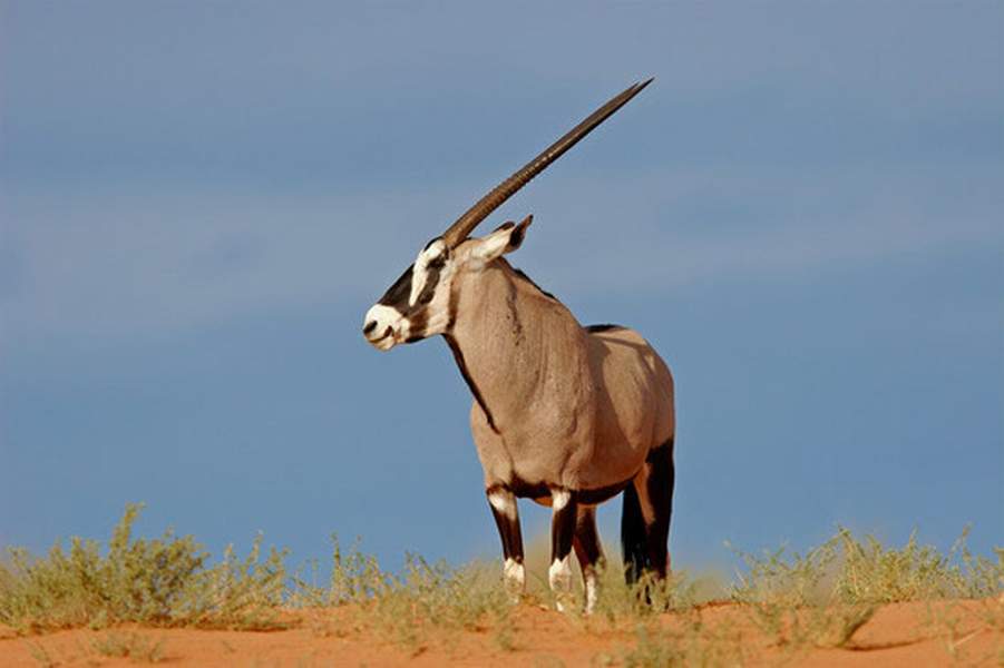 Gemsbok Southern Africa