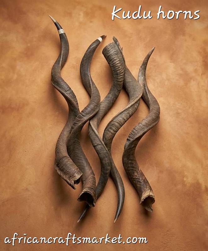 Kudu horns Kudu hornd