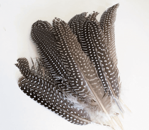 African Guinea Fowl Feathers African Guinea Fowl Feathers