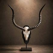 African Impala Skull plate - mounted