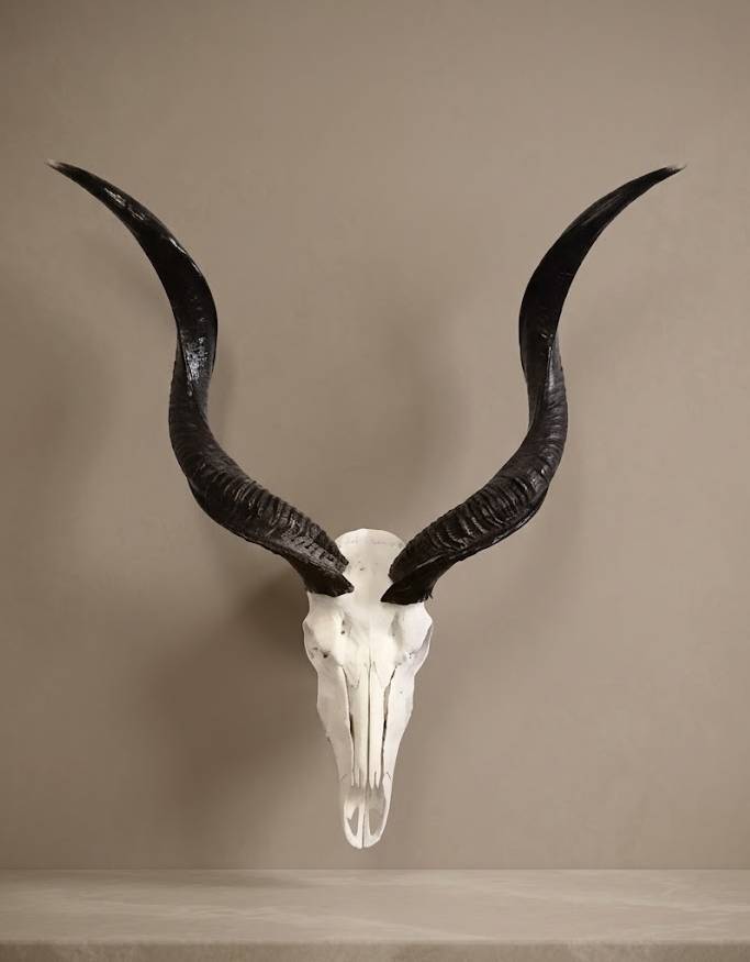 African Kudu skull  horns