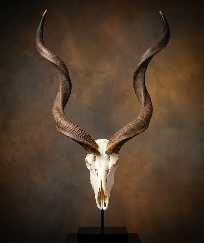 African Kudu skull  horns