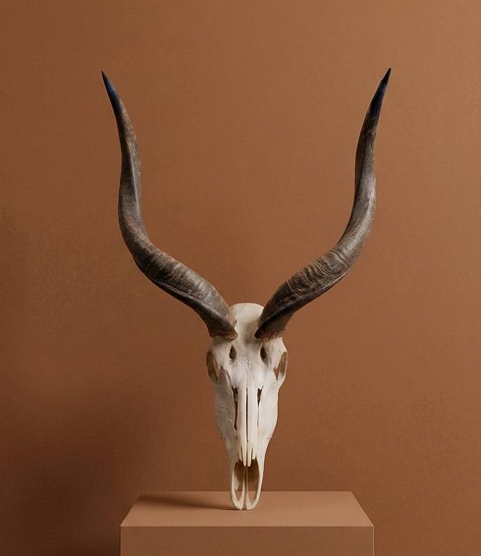 African Kudu skull  horns