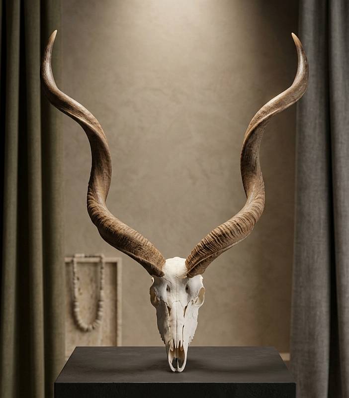 African Kudu skull  horns