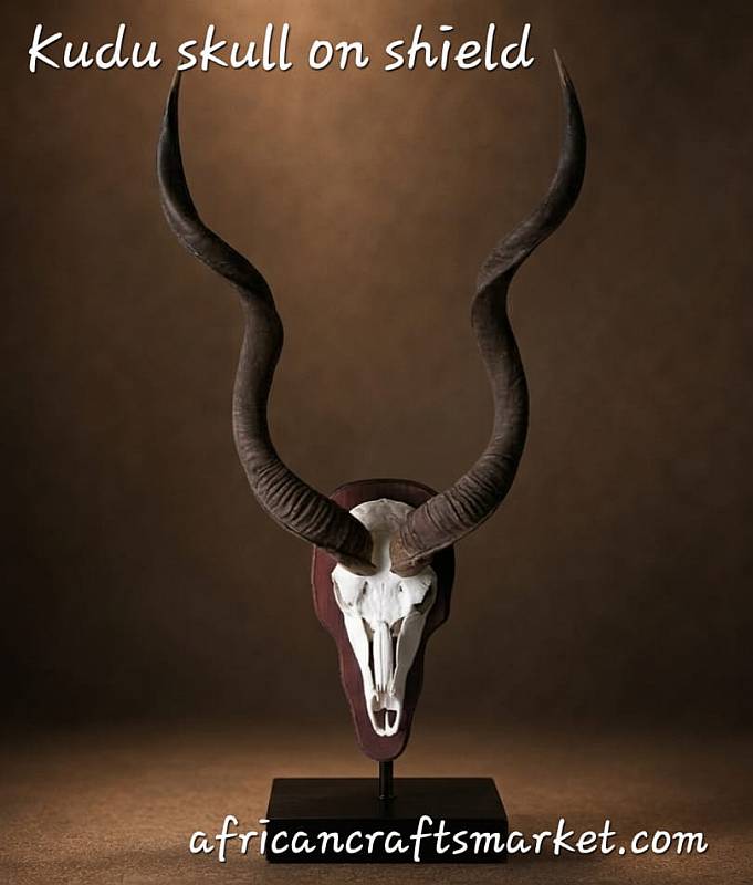 African Kudu horn skull mounted on shield