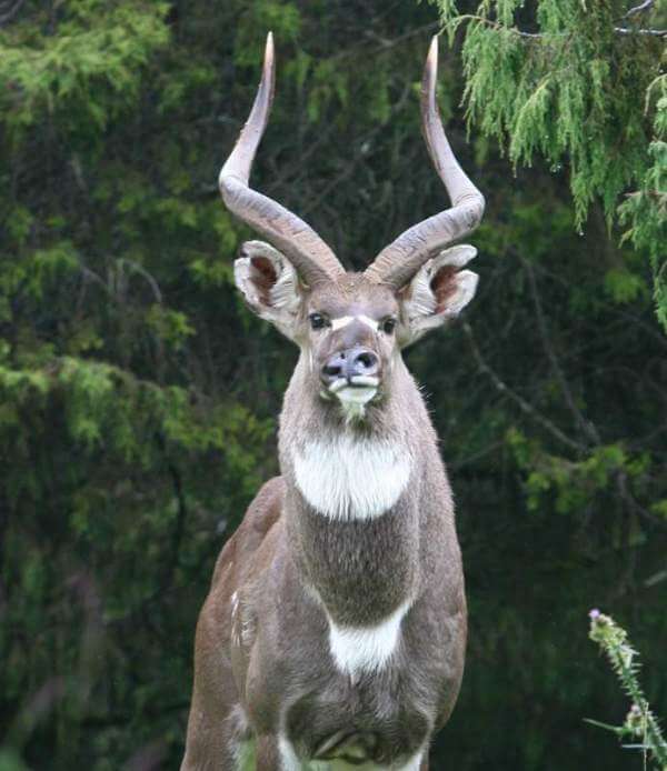 Male Nyala