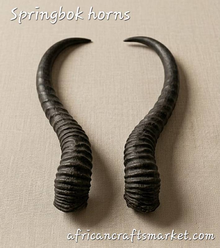 African Springbok horns
