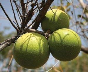 monkey apples