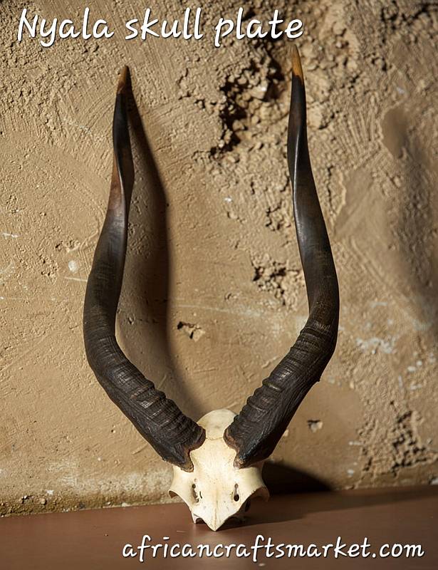 Nyala skull plate