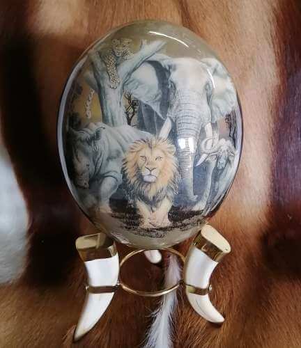 ostrich egg African animals