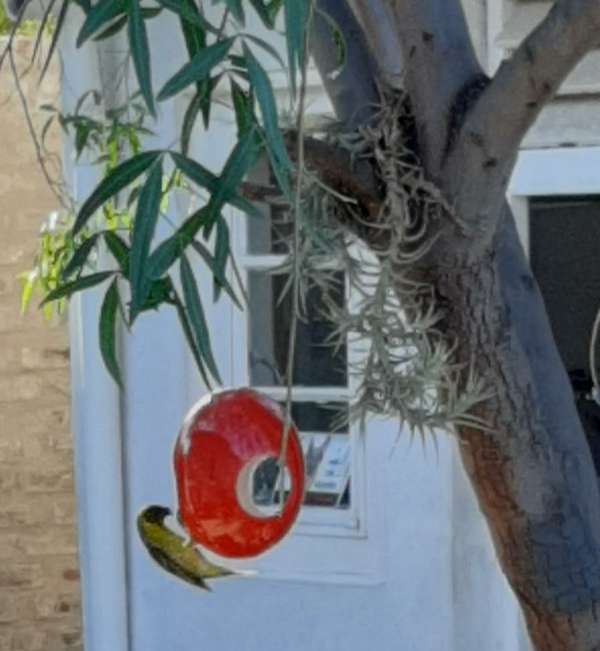 Ostrich egg bird feeder