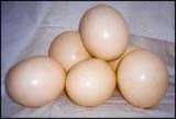 African ostrich egg