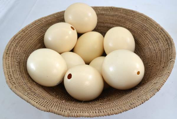 Plain African ostrich egg