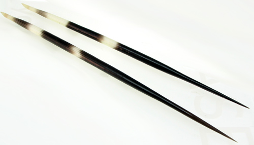 Porcupine quills
